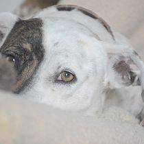Leica & Lola. . Un projet de Photographie de Adriana Bastidas - 01.02.2020