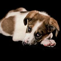 Mi Proyecto del curso: Introducción a la fotografía de perros. Un projet de Photographie artistique de ReveraMaestro Jc - 28.01.2020