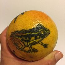 Mi práctica en un pomelo. Drawing project by dmeyreles - 02.16.2020