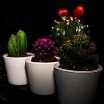 La belleza en el caos. Un projet de Photographie , et Photographie de produits de Andrea Romera Huerta - 25.02.2020
