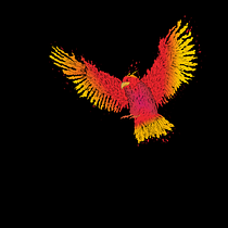 Fenix. Ilustração tradicional projeto de oliveira.caliari - 01.03.2020