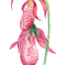 My project in Botanical Illustration with Watercolors course. Ilustração tradicional projeto de Toma - 04.03.2020