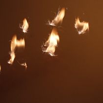 Mariposas de fuego . Food Photograph project by dlinogabriel - 03.06.2020