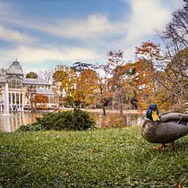 Parque del Retiro, Madrid. Photograph, and Outdoor Photograph project by Fer García - 03.06.2020