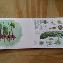 Mi Proyecto del curso: Ilustración de un diario naturalista. Watercolor Painting project by guzmanunez.pablo - 03.14.2020