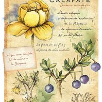 Mi Proyecto del curso: Ilustración de un diario naturalista de Patagonia. Ilustração tradicional projeto de Veronica Quercia - 04.06.2020