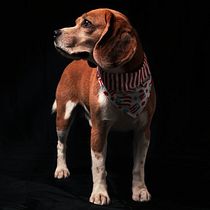 Ron The Beagle desde Puerto Rico . Un projet de Photographie de Michell Santiago - 24.03.2020