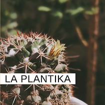 Mi Proyecto del curso: Storie sobre cuidado básico de cactus. Instagram project by Isabel Pachari Vega - 03.25.2020