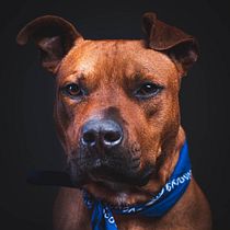 Scrappy, en busca de hogar. Un projet de Photographie de Esteban Sandoval - 25.03.2020