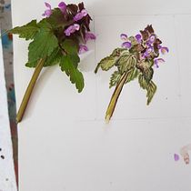 Nettle Project. Pintura em aquarela projeto de Jo Turner - 25.03.2020