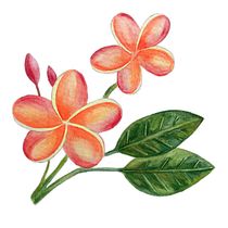 Mi Proyecto del curso: Ilustración botánica con acuarela. Ilustração botânica projeto de montse_massuh - 29.03.2020