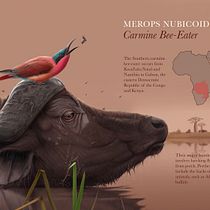 Carmine bee eater . Un proyecto de Ilustración tradicional de Alex Ivanov - 29.03.2020