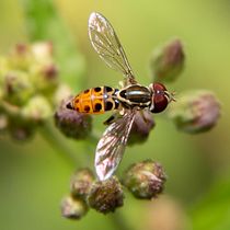 Mi Proyecto del curso: Introducción a la fotografía macro. Un projet de Photographie de millie_molnun - 23.04.2020