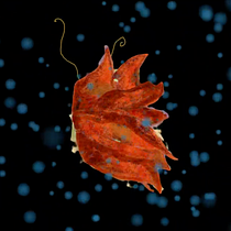 Mi Proyecto del curso: Animación y Motion Graphics con After Effects. Een project van Animatie van María Artigas Albarelli - 31.03.2020