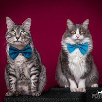 Tres felices gatos . Un projet de Photographie de portrait de Ulrike Stein - 31.05.2020