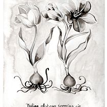 Dibujo botánico en Tinta China.. Desenho projeto de Griselle Morales Padrón - 05.04.2020