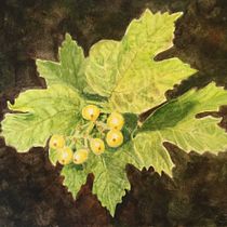 My project in Botanical Illustration with Watercolors course.  projeto de Jacqueline - 07.04.2020