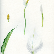 Coralee's Botanical Illustration with Watercolors Course Project. Ilustração botânica, e Pintura em aquarela projeto de Coralee - 08.04.2020