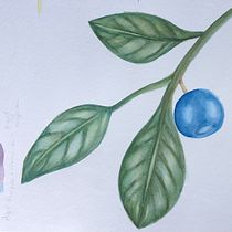 Meu projeto do curso: Ilustração botânica com aquarela. Desenho artístico e Ilustração tradicional projeto de Paula Azevedo - 09.04.2020