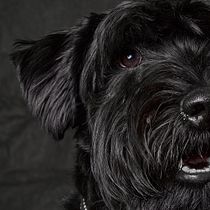 Mi Proyecto del curso: Introducción a la fotografía de perros. Un projet de Photographie de David Zato - 10.04.2020