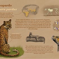Mi Proyecto del curso: el leopardo (Panthera pardus). Digital Illustration project by 3balonsoirene - 04.10.2020