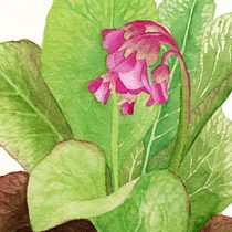 Set de papelería: ilustración botánica con acuarela. Begoña de invierno. Ilustração botânica, e Pintura em aquarela projeto de Santiago Martínez Masip - 10.04.2020