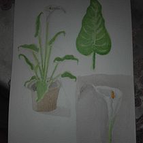Mi Proyecto del curso: Cala o Lirio de agua. Un progetto di Artigianato, Belle arti, Bozzetti, Disegno artistico, Disegno realistico, Illustrazione botanica e Pittura ad acquerello di Verónica Vicente Ramos - 12.04.2020