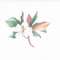 Mi Proyecto del curso: Ilustración botánica con acuarela. Pintura em aquarela projeto de Vanessa Luna - 13.04.2020
