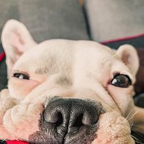 Meu projeto do curso: Introdução à fotografia de cachorros. Un projet de Photographie , et Photographie smartphone de Caroline Brodoloni Carreira - 13.04.2020