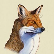 FOX (Valpues Valpues). Ilustração tradicional projeto de Mauro - 13.04.2020