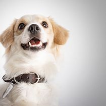 Mágico es nuestro perro ídem. Un projet de Photographie artistique , et Photographie de studio de Libardo López - 13.04.2020