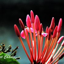 naturaleza. Fine Arts, Film, Video, TV, Communication, and Fine-Art Photograph project by anele chavez - 04.23.2020