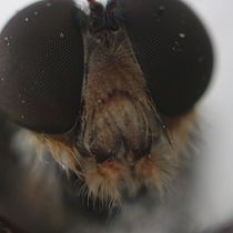 Mutuca. Un projet de Photographie numérique de Jose Leandro Mesquita - 14.04.2020