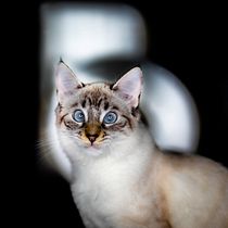 Leya / Fotografía de mascotas. Un projet de Photographie, Photographie de studio, Photographie de portrait, Photographie numérique , et Retouche photographique de Carlos García Moya - 15.04.2020