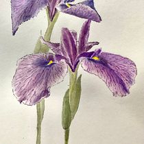 My project in Botanical Illustration with Watercolors course. Ilustração botânica projeto de Lenka Benešová - 24.04.2020