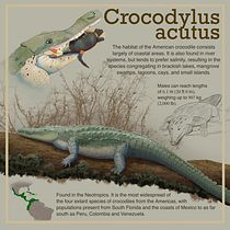 Mi Proyecto del curso: Ilustración American Crocodile con Procreate. Artistic Drawing, Digital Illustration & Infographics project by Eduardo Montes Pabon - 04.15.2020