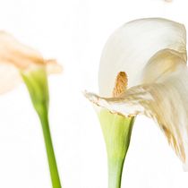 Mi Proyecto del curso: Iluminación con flash de mano para principiantes. Un progetto di Fotografia, Fotografia in studio e Illuminazione fotografica di David Monge - 16.04.2020