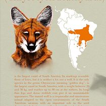 My project in Naturalist Animal Illustration with Procreate course. Ilustração digital projeto de Sinan Eronat - 20.04.2020