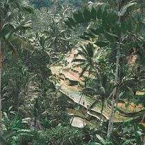 Mi Proyecto del curso: Introducción a la fotografía digital - Naturaleza en Bali. Outdoor Photograph project by Mónica Lara - 04.22.2020