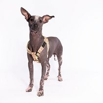 Mi Proyecto del curso: Introducción a la fotografía de perros. Un projet de Design  , et Photographie de produits de Natha Nuttin - 22.04.2020