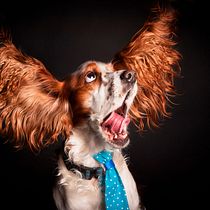 Mi proyecto final esta compuesto de varios perritos que les he tomado fotos, fotografiar animales es mi pasión y espero poder dedicarme a esto profesionalmente algún día. Ein Projekt aus dem Bereich Studiofotografie von María Vetencourt - 23.04.2020