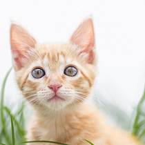 Lúa, Dragut, Coral. . Un projet de Photographie de Joanna Domingo Barbabosa - 28.04.2020
