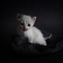 Mi Proyecto del curso: Introducción a la fotografía de perros. Un projet de Photographie de Joel Briones Silva - 25.04.2020