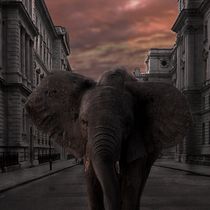 London proyect. Urban jungle. Digital Photograph project by Marco Govel - 04.26.2020