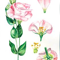 My project in Botanical Illustration with Watercolors course. Ilustração tradicional projeto de Yuliya Chernova - 29.03.2020