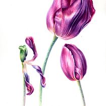 Etapa del Tulipán. Pintura em aquarela projeto de Andres Ugalde Calderon - 27.04.2020