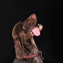Mi Proyecto del curso: Introducción a la fotografía de perros. Un projet de Photographie, Photographie de portrait , et Photographie numérique de Sandy Colter - 28.04.2020