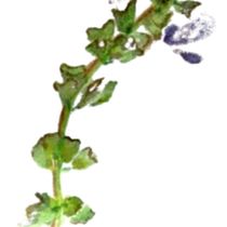 Mi Proyecto del curso: Ilustración botánica con acuarela. Ilustração botânica, e Pintura em aquarela projeto de Valentina Fernandez - 29.04.2020