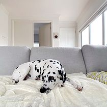 She is my first project @lola_thedalmatian . Een project van Evenementen van Catalina Rueda Alba - 29.04.2020