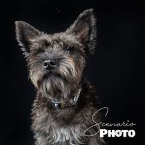 Mi Proyecto del curso: Introducción a la fotografía de perros. Un projet de Photographie de Albert Matos - 29.04.2020
